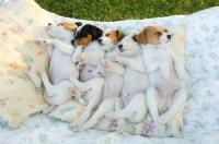 Picture of jack russell terriers