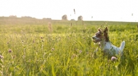 Picture of jack russell terriers