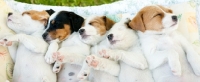 Picture of jack russell terriers