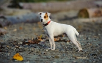 Picture of Jack Russell Terrier