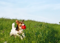Picture of jack russell terrier