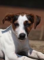 Picture of Jack Russell Terrier