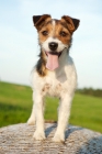 Picture of jack russell terrier