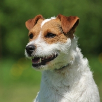 Picture of Jack Russell Terrier