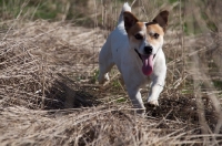 Picture of Jack Russell, walking happily on grass