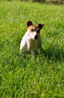 Picture of Jack Russell walking in high grass
