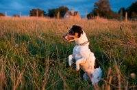Picture of Jack Russell, watching patiently, standing on hind legs