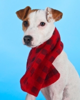 Picture of Jack Russell wearing scarf