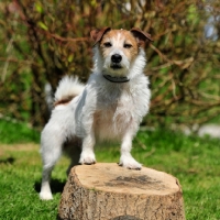 Picture of jack russell, wire coated 