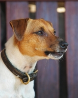Picture of Jack Russell with fence in background