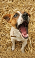 Picture of Jack Russell with mouth open