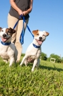 Picture of jack russells on lead