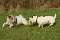 Picture of Jack Russells playing with tennis ball