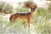 Picture of Jackal looking alert