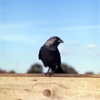 Picture of jackdaw on gate
