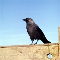 Picture of jackdaw perched on a gate
