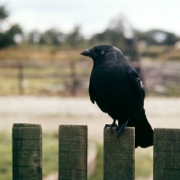 Picture of jackdaw perched on fence