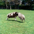 Picture of jacob and north ronaldsay sheep fighting