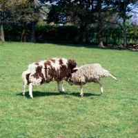 Picture of jacob and north ronaldsay sheep fighting each other