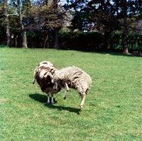 Picture of jacob andnorth ronaldsay in conflict