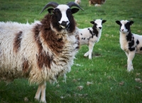 Picture of Jacob sheep and lambs