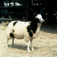 Picture of jacob sheep side view