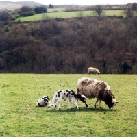 Picture of jacob sheep with lambs