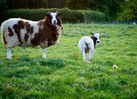 Picture of jacob sheep with lamb