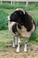 Picture of Jacob sheep