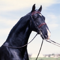 Picture of Jamestown, American Saddlebred head study 
