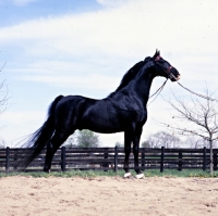Picture of Jamestown, American Saddlebred in kentucky usa
