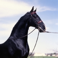 Picture of Jamestown, American Saddlebred stallion head and shoulders 