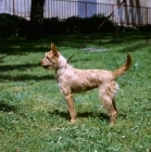 Picture of janela de veiros,  portuguese podengo medium , wirehaired