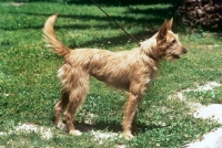 Picture of janela de veiros, portugese podengo, wire haired, medio, 