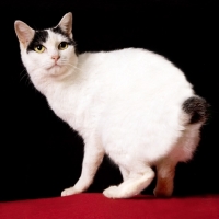 Picture of Japanese Bobtail cat crouching and looking back