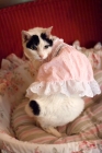 Picture of Japanese Bobtail cat in pink dress looking back