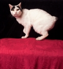Picture of Japanese bobtail cat looking at camera