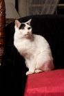 Picture of japanese bobtail cat sitting on red blanket