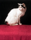 Picture of Japanese bobtail cat sitting sideways looking back