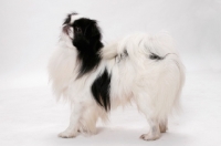 Picture of Japanese Chin, Australian Champion, in studio