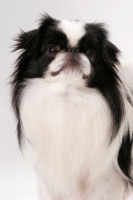 Picture of Japanese Chin, Australian Champion