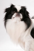 Picture of Japanese Chin, Australian Champion, portrait