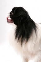 Picture of Japanese Chin, Australian Champion, profile