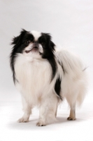 Picture of Japanese Chin, Australian Champion, standing in studio