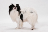 Picture of Japanese Chin, Australian Champion