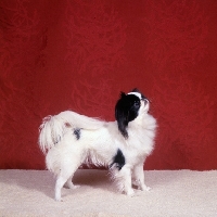 Picture of japanese chin looking up