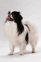 Picture of Japanese Chin on white background, Australian Champion