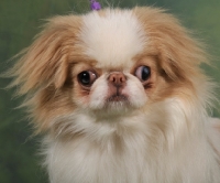 Picture of Japanese Chin portrait