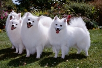 Picture of japanese spitz, four happy dogs