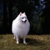 Picture of japanese spitz, front view 